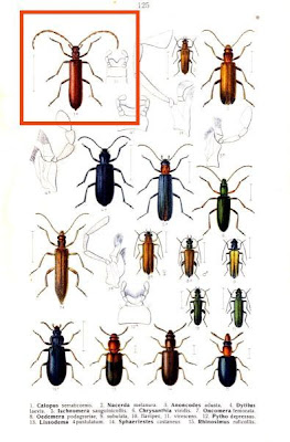Calopus serraticornis