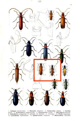 Oedemera podagrariae