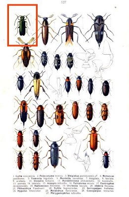 Lytta vesicatoria,
lytta spanishfly,
Spanishfly