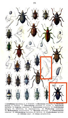 Pachycerus scabrosus