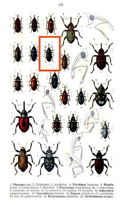 Dorytomus longimaus