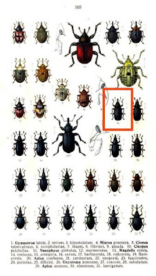 Magdalis cerasi