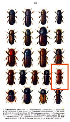 Xyleborus monographus