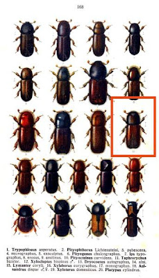 Xylocleptes bispinus