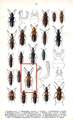 Ilyobates nigricollis