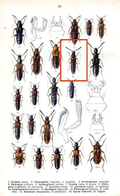 Ocalea picata