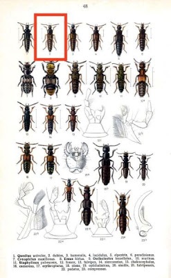 Quedius dubius