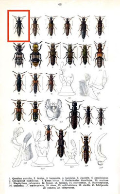 Quedius unicolor