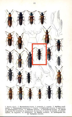 Dadobia immersa