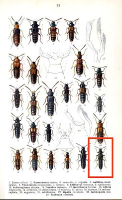 Tachyusa coarctata