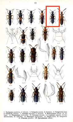 Falagriola nigra