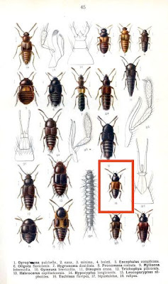 Tachinus flavipes
