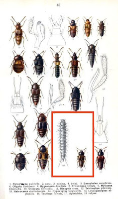 Tachinus rufipes