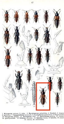 Quedius brevis