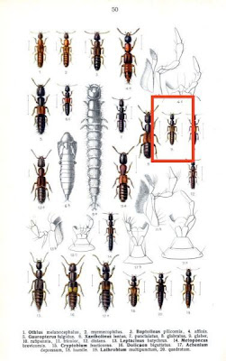 Xantholinus glaber