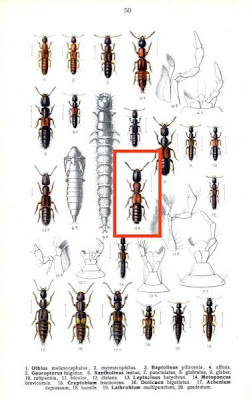 Xantholinus tricolor