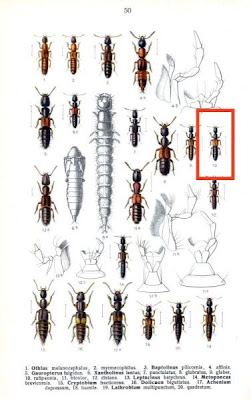 Xantholinus rufipennis