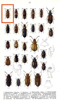 Xylodromus testaceus