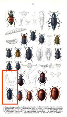 Hadrambe glabra