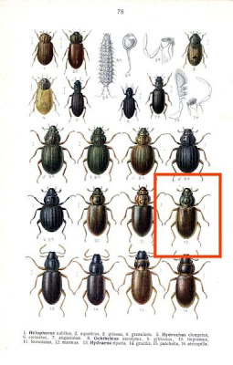 Ochthebius marinus