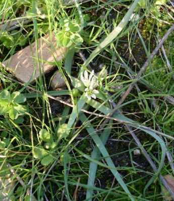 Dwarf Garlic Dwarf Garlic