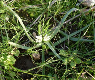 Dwarf Garlic Dwarf Garlic
