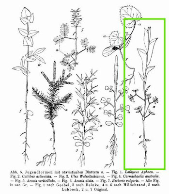 Acacia alata,
winged wattle