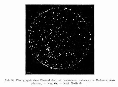Bacterium phosphoreum