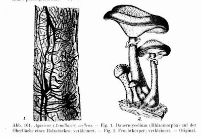 Agaricus melleus