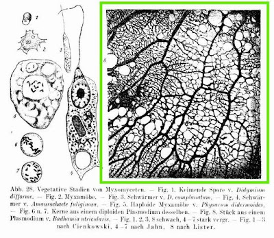 Badhamia utricularis