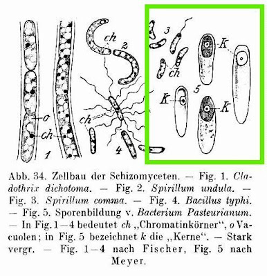 Bacterium pasteurianum