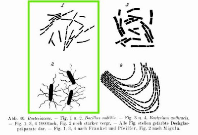 Bacillus subtilis