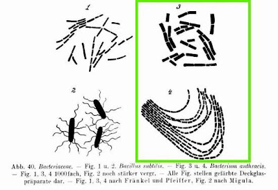Bacterium anthracis