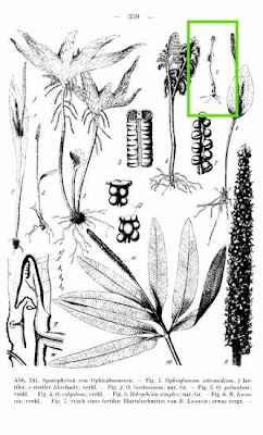 Little grapefern Little grapefern