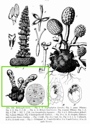Balanophora globosa