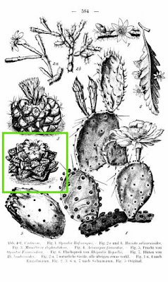 False peyote