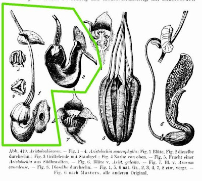 Dutchman's-pipe Dutchman's-pipe