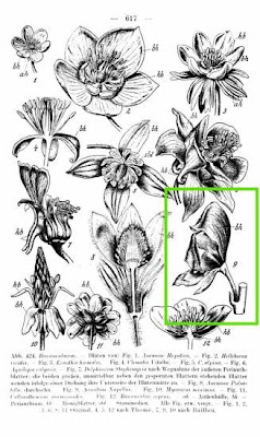 Garden monkshood