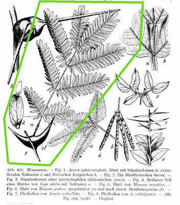 Bee wattle