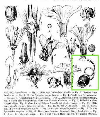 Cyclamen d'Europe Cyclamen d'Europe