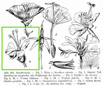 Enchanter's Nightshade