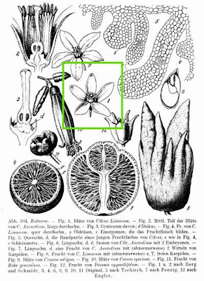 Citronnier Citronnier
