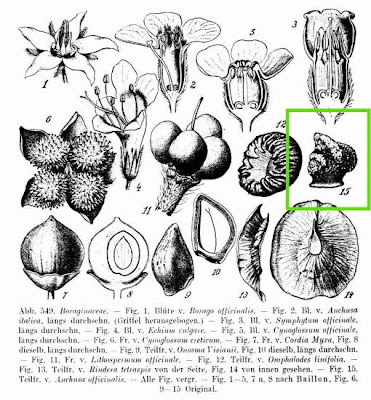 Buglosse officinale Buglosse officinale