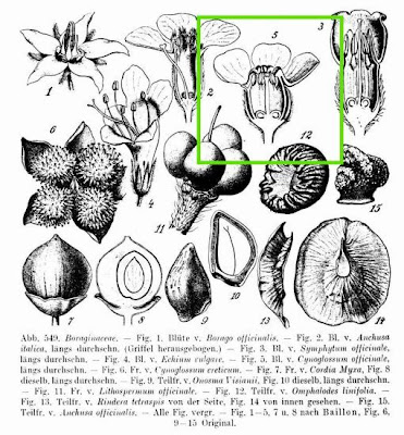 Common Hound's Tongue Common Hound's Tongue