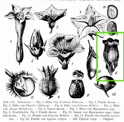 Belladonna Belladonna