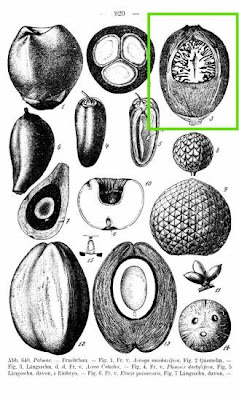 Betelnut Betelnut