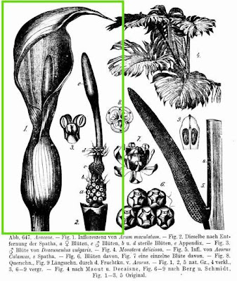 Arum maculatum L.