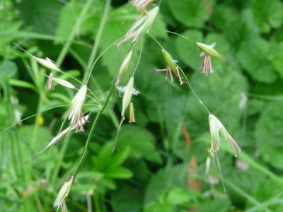 Tall oatgrass