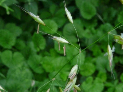 Tall oatgrass