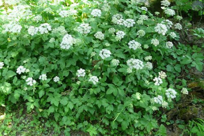 Goutweed Goutweed
